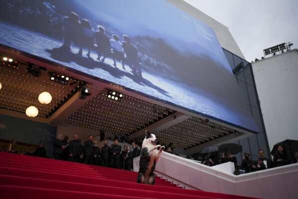 Messi the dog poses for photographers upon arrival at the awards ceremony and the premiere of the film 'The Second Act' during the 77th international film festival, Cannes, southern France, Tuesday, May 14, 2024. (Photo by Daniel Cole/Invision/AP)