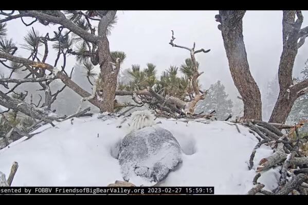 This remote camera image by Friends of Big Bear Valley and Big Bear Eagle Nest Cam, shows a bald eagle egg warming in a nest high atop a tree along Big Bear Lake in Southern California, Monday, Feb. 27, 2023. Experts said Monday that two bald eagle eggs laid last month in the Southern California nest are unlikely to hatch. The group Friends of Big Bear Valley, which runs the popular livestream, said the eggs are nearly two weeks past their expected hatch date. (Friends of Big Bear Valley and Big Bear Eagle Nest Cam via AP)
