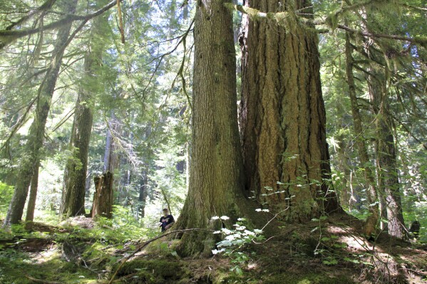 FILE - Michael Donnelly stands in a grove of old-growth trees in the off-trail area of the Opal Creek Wilderness area, July 30, 2015, east of Salem, Ore. The Biden administration is moving to conserve groves of old-growth trees on federal lands by revising management plans for all national forests and grasslands in the U.S. (Zach Urness/Statesman-Journal via AP, File)