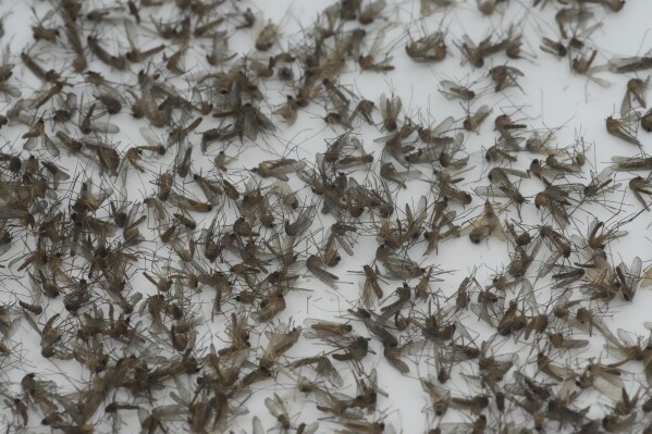 Several species of dead mosquitoes are shown at the Salt Lake City Mosquito Abatement District on Monday, Aug. 28, 2023, in Salt Lake City. Mosquitoes can carry viruses including dengue, yellow fever, chikungunya and Zika. They are especially threatening to public health in Asia and Africa but are also closely monitored in the United States. (AP Photo/Rick Bowmer)
