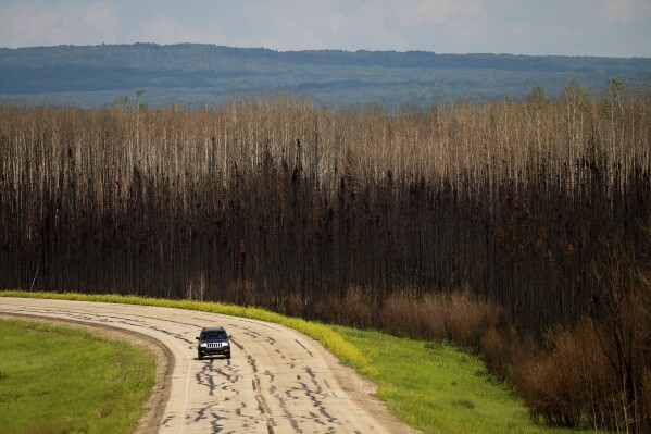 A car drives past scorched trees in the East Prairie Metis Settlement, Alberta, on Tuesday, July 4, 2023. The settlement, whose residents trace their ancestry to European and Indigenous people, lost at least 14 homes during the May wildfire, according to Chair Raymond Supernault. (AP Photo/Noah Berger)