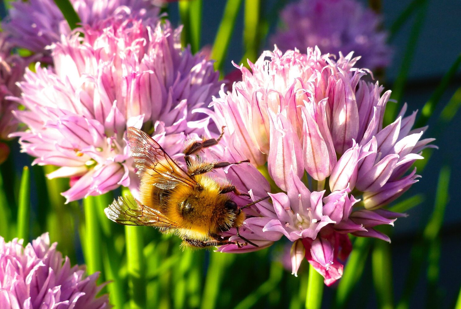 Why Honeybees Are Attracted to Your Home