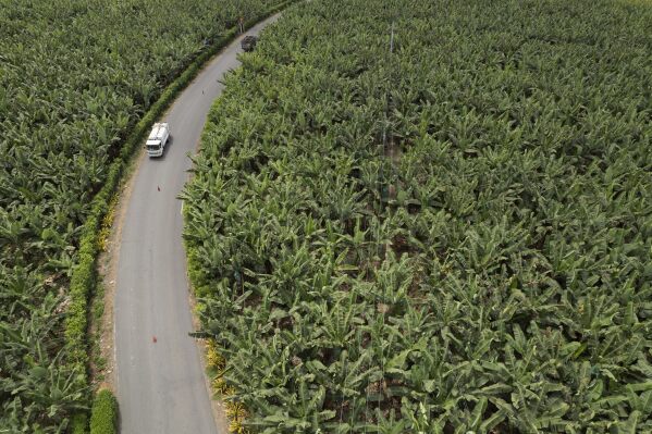 Cars pass in the middle of banana farm in Los Rios, Ecuador, Tuesday, August 15, 2023. Ecuador's humid tropical climate allows plantations to harvest bananas year-round and provide about 30% of the world’s supply. (AP Photo/Martin Mejia)