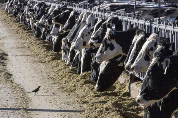En esta imagen de archivo, varias vacas comen en una granja, el 31 de marzo de 2017, cerca de Vado, Nuevo México. (AP Foto/Rodrigo Abd, archivo)