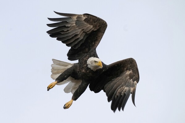 FILE - A bald eagle flies at Loess Bluffs National Wildlife Refuge, Dec. 24, 2021, in Mound City, Mo. A federal judge issued an arrest warrant Monday, Jan. 8, 2024, for a Montana man who failed to show up for an initial court appearance on charges of killing thousands of birds, including bald and golden eagles. A second defendant pleaded not guilty. (AP Photo/Charlie Riedel, File)