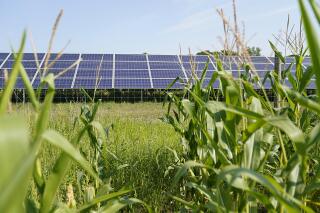 FILE - Solar panels stand near corn growing on Barb and Gerald Bauer's farm on Aug. 20, 2021, near Faribault, Minn. Minnesota utilities would be obligated to transition to 100% carbon-free electricity by 2040 under a bill slated for a vote on the Senate floor Thursday, Feb. 2, 2023. (AP Photo/Jim Mone, File)