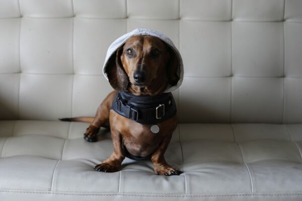 Sandro, a six-year-old dachshund, sits for a photo in his home in Buenos Aires, Argentina, Sunday, April 6, 2025. (AP Photo/Natacha Pisarenko)