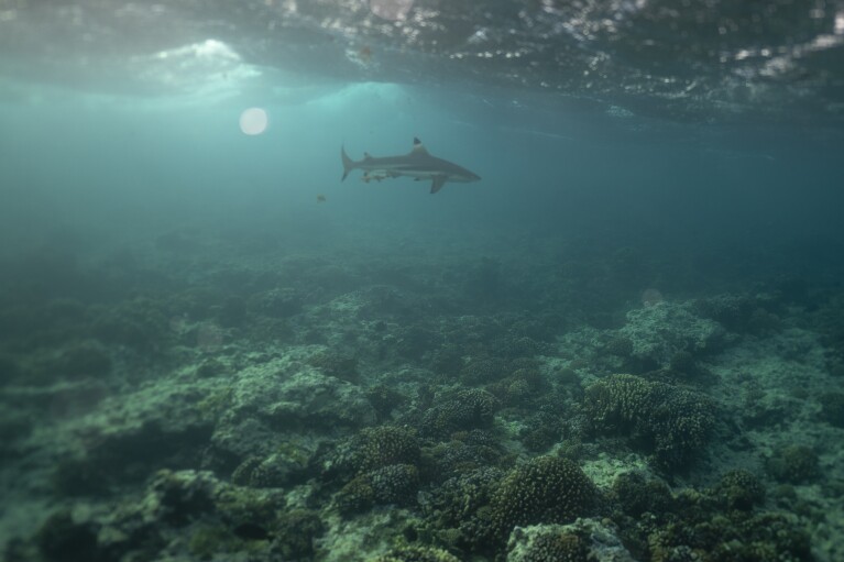 A shark swims along the coral reef in Vairao, Tahiti, French Polynesia, Wednesday, Jan. 17, 2024. (AP Photo/Daniel Cole)