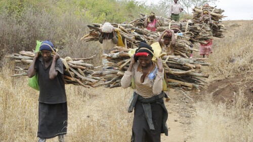 FILE - Women walk out of the forest carrying wood to use for cooking in Tsavo East, in Kenya, June 20, 2014. Kenyan President William Ruto has lifted a six-year ban on logging Sunday, June 2, 2023, over the concerns of environmentalists. (AP Photo/Khalil Senosi, File)