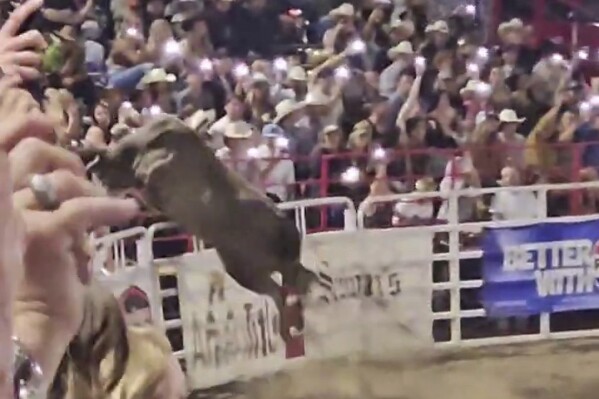 这张视频拍摄的照片显示，2024年6月8日，星期六，俄勒冈州第84届姐妹骑术比赛中，一头牛仔跳过围栏。官员说，这头公牛穿过一个特许区，跑到一个停车场，造成至少三人受伤，斗牛士才追上它。（Danielle Smithers通过美联社）