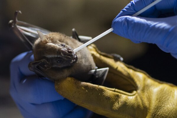Is Another Pandemic on Horizon? New Corona Virus Discovered in Brazilian Bats