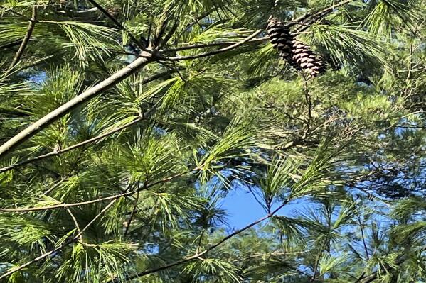 This Nov. 28, 2022, image provided by Vincent A. Simeone shows the cylindrical curved cones of an Eastern white pine (Pinus strobus) tree. (Vincent A. Simeone via AP)