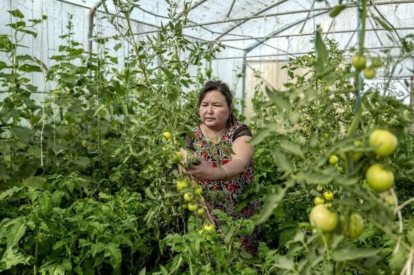 Nafisa Bayniyazova works in her tomato greenhouse near Muynak, Uzbekistan, Wednesday, June 28, 2023. Bayniyazova and other residents say they're facing a catastrophe they can't beat: climate change, which is accelerating the decades-long demise of the Aral Sea, once the lifeblood for the thousands living around it. (APPhoto/Ebrahim Noroozi)