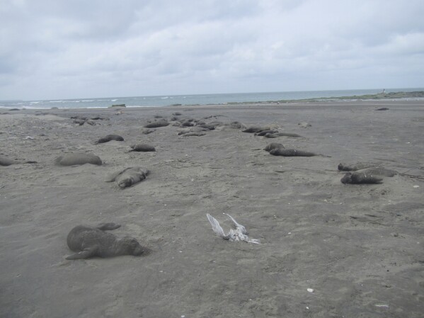 Dead elephant seals line the beach at Punta Delgada, Chubut, Argentina, on Oct. 10, 2023. Bird flu has killed tens of thousands of seals and sea lions around the world and scientists aren't sure how to stop it. (Ralph Vanstreels/UC Davis via AP)