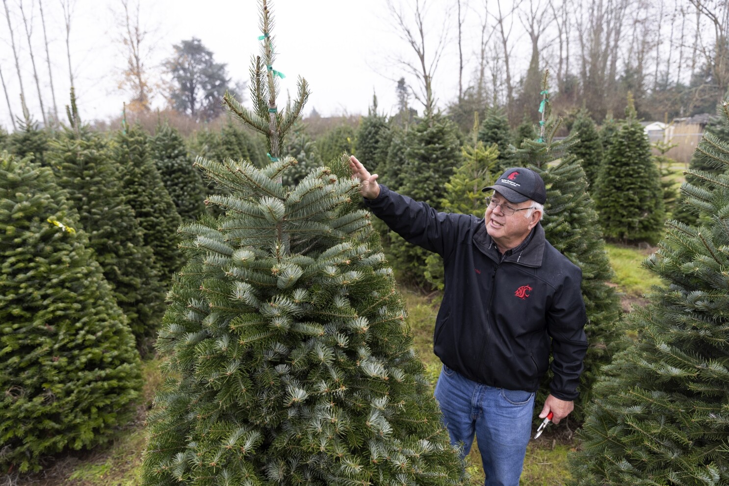 As climate warms, that perfect Christmas tree may depend on growers'  ability to adapt