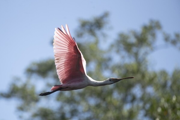 A roseate spoonbill flies over a mangrove recovered from deforestation in the Guapimirim environmental protection area on Guanabara Bay, Rio de Janeiro state, Brazil, Wednesday, May 22, 2024. Four years ago, the Mar Urbano NGO planted 30,000 mangrove trees in the deforested area, that today reach up to 4 meters high. (AP Photo/Bruna Prado)