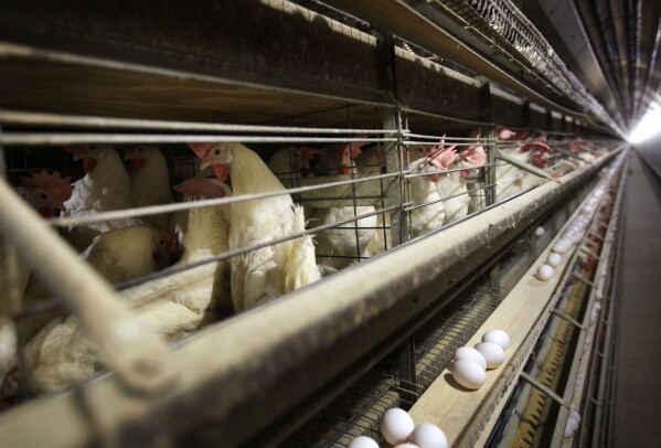 FILE - Chickens stand in their cage at the Rose Acre Farms, Monday, Nov. 16, 2009, near Stuart, Iowa. An Illinois jury ruled Tuesday, Nov. 21, 2023, that several major egg producers, including Rose Acre Farms, conspired to limit the U.S.'s supply of eggs in order to raise prices in a lawsuit first filed 12 years ago. (AP Photo/Charlie Neibergall, File)