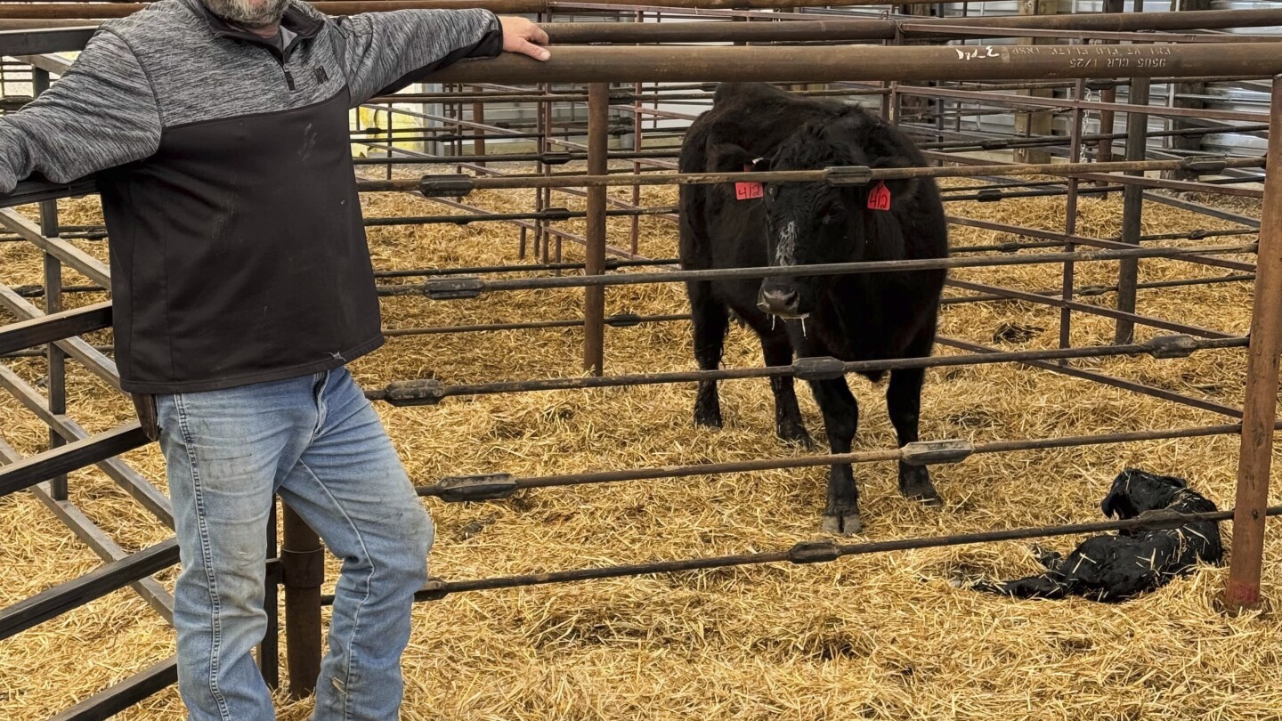 Ranchers hope Trump's tariffs boost demand for cattle but some fear market uncertainty