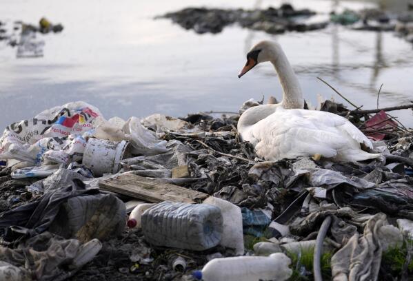 A swan stands between dumped plastic bottles and waste at the Danube river in Belgrade, Serbia, Monday, April 18, 2022. (AP Photo/Darko Vojinovic)