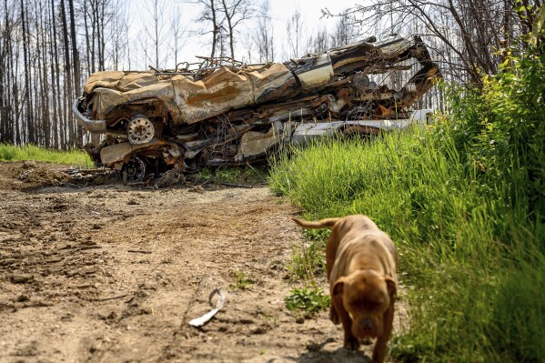 Scorched cars rests in the yard of a home destroyed by wildfire in the East Prairie Metis Settlement Alberta on Wednesday July 4 2023 The settlement whose residents trace their ancestry to European and Indigenous people lost at leat 14 homes during the May wildfire according to Chair Raymond Supernault AP PhotoNoah Berger