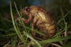 A periodical cicada nymph wiggles in the grass in Macon, Ga., on Thursday, March 28, 2024, after being found while digging holes for rosebushes. Trillions of cicadas are about to emerge in numbers not seen in decades and possibly centuries. (AP Photo/Carolyn Kaster)