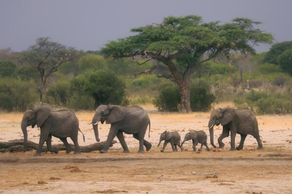FILE — A herd of elephants make their way through the Hwange National Park, Zimbabwe, in search of water on Nov. 10, 2019. Africa's national parks, home to thousands of wildlife species such as lions, elephants and buffaloes, are increasingly threatened by below-average rainfall and new infrastructure projects, stressing habitats and the species that rely on them. (AP Photo, File)