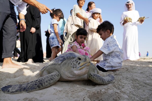 Children comfort a sea turtle that is about to be released at a hotel on Saadiyat Island in Abu Dhabi, United Arab Emirates, Tuesday, June 6, 2023. As sea turtles around the world become more vulnerable to climate change, the United Arab Emirates is working to protect the creatures.  (AP Photo/Kamran Jebrelli)