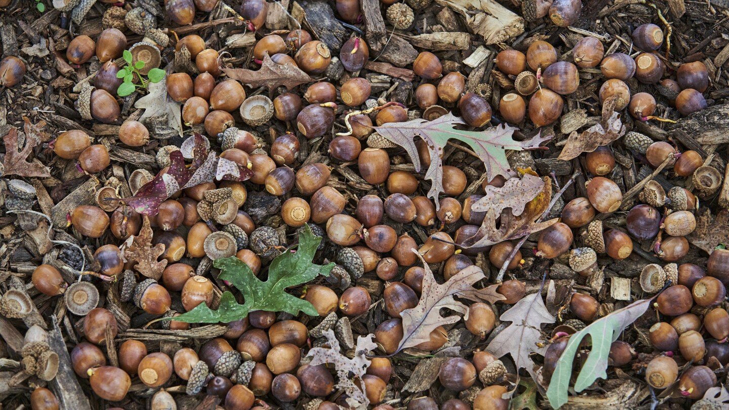 Pen in Hand: This autumn brings an abundance of acorns