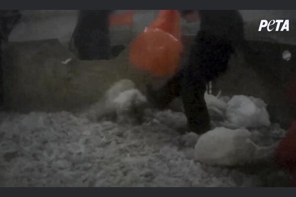 In this image made from an undated video released by People for the Ethical Treatment of Animals (PETA), an employee kicks a turkey at an undisclosed turkey farm in Pennsylvania. Eleven people working for one of the nation's leading turkey producers have been charged with animal cruelty in Pennsylvania after state police said they were caught on video kicking, stomping and beating turkeys at several farms. (PETA via AP)