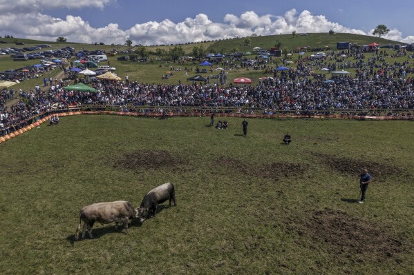 An aerial view of bulls fighting during the bullfight competitions in Bijelo Polje, Bosnia, Sunday, May 11, 2025. (AP Photo/Armin Durgut)