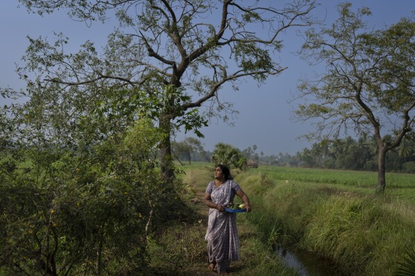 Meerabi Chunduru, an avid practitioner and advocate of natural farming techniques, works at her farm in Aremanda village in Guntur district of southern India's Andhra Pradesh state, Sunday, Feb. 11, 2024. (AP Photo/Altaf Qadri)