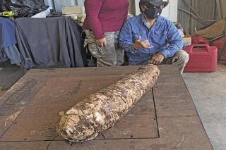 In this February, 2022 photo, Nellie and Clarence Medeiros pose with a 50-pound taro root unearthed at the couple's South Kona farm on Hawaii's Big Island. (Megan Hadley/West Hawaii Today via AP)