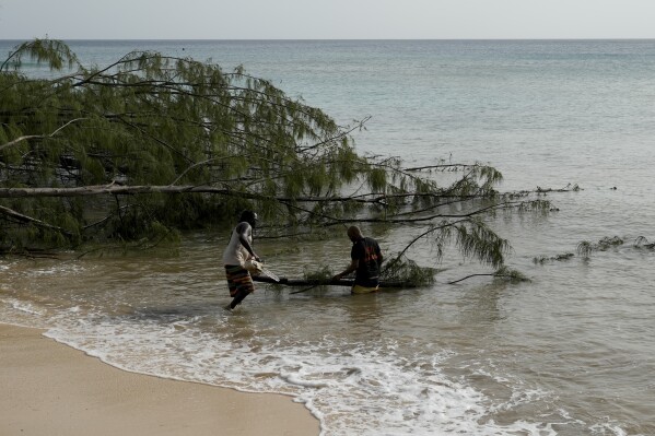 Workers chops a tree uprooted by Hurricane Beryl in St. James, Barbados, Tuesday, July 2, 2024. (AP Photo/Ricardo Mazalan)