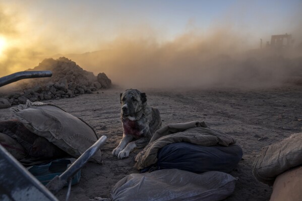 A dog waits for its owners in the area of a house that was destroyed by an earthquake and all the people of that house were killed and does not leave there in Zenda Jan district in Herat province, western of Afghanistan, Monday, Oct. 9, 2023. Saturday's deadly earthquake killed and injured thousands when it leveled an untold number of homes in Herat province. It's one of the deadliest earthquakes to strike the country in two decades. (AP Photo/Ebrahim Noroozi)