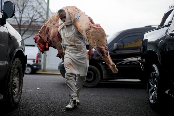 A butcher shoulders a full cow carcass, in Buenos Aires, Argentina, early Wednesday, Sept. 13, 2023. (AP Photo/Natacha Pisarenko)