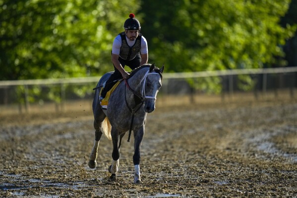 Preakness Stakes entrant Seize the Grey works out ahead of the 149th running of the Preakness Stakes horse race at Pimlico Race Course, Thursday, May 16, 2024, in Baltimore. (AP Photo/Julio Cortez)