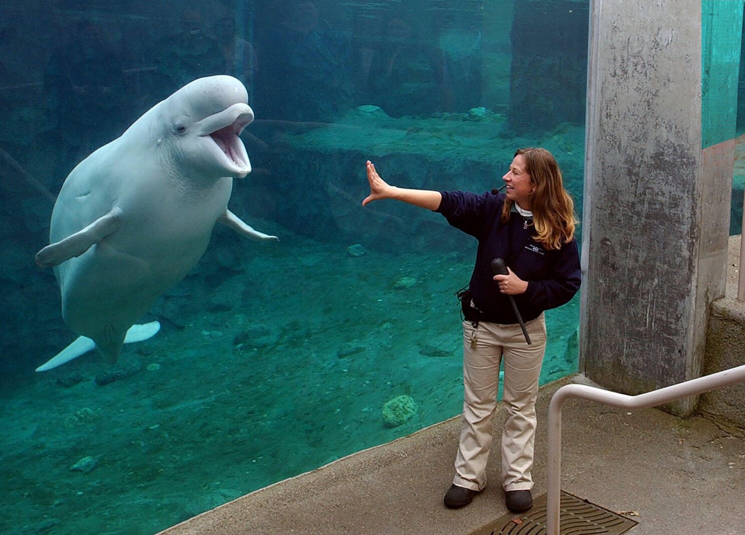 Third Marineland beluga that moved to U.S. aquarium dies