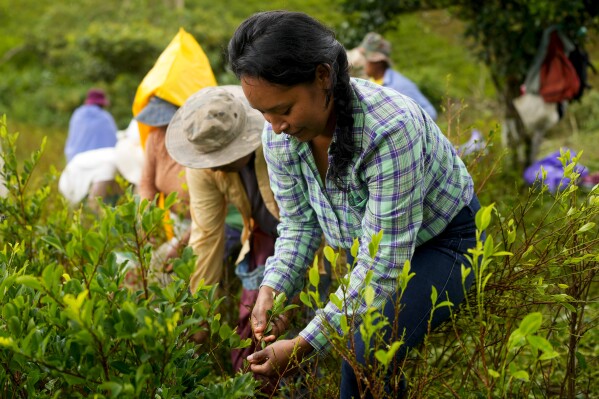 Lizette Torrez, president of the La Paz Departmental Association of Coca Producers, harvests coca leaves in Los Yungas, on the outskirts of Trinidad Pampa, the coca-producing area of ​​Bolivia, Saturday, April 13, 2024. Coca producers in Bolivia They are largely subsistence farmers who say they have few viable crop options.  (AP Photo/Juan Karita)