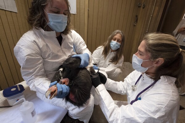 Condor keeper Debbie Sears, left, holds tight on a condor while Dr. Dominique Keller, chief veterinarian, right, gives the California condor an avian influenza vaccine as Condor keeper Chandra David, center, looks on at the Los Angeles Zoo, on Tuesday, Aug. 15, 2023. Antibodies found in early results of a historic new vaccine trial are expected to give endangered California condors at least partial protection from the deadliest strain of avian influenza in U.S. history. (AP Photo/Richard Vogel)