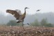 FILE - A sandhill crane flips up an old corn stalk while searching for food in a corn field, May. 26, 2017, in Manitowoc, Wis. A group of legislators, farmers and waterfowl conservationists studying how to control Wisconsin’s sandhill crane population is set to hold its first meeting next month. (Josh Clark/The Post-Crescent via ĢӰԺ, File)