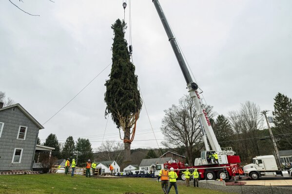 This year's Rockefeller Center Christmas tree, a 75-foot tall, 11-ton Norway Spruce, is craned onto a flatbed truck, Thursday, Nov. 12, 2020, in Oneonta, N.Y. The tree will be brought into New York City and erected at Rockefeller Center on Saturday, Nov. 14. (Diane Bondareff/AP Images for Tishman Speyer)