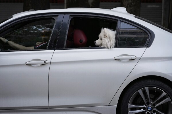 A dog sits in the back seat of a car in northern Tehran, Iran, Wednesday, April 30, 2025. (AP Photo/Vahid Salemi)