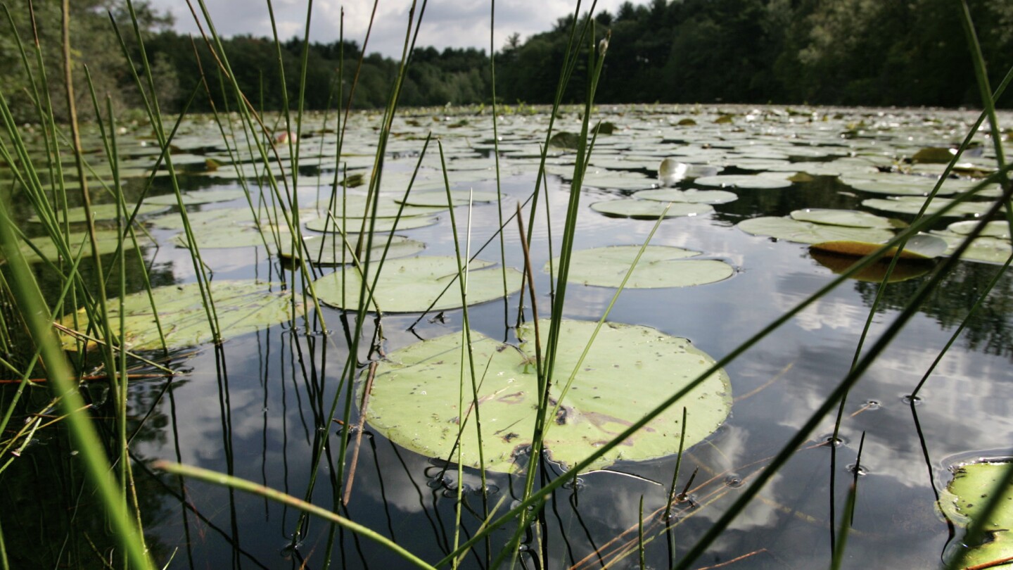 New analysis displays 1 / 4 of freshwater animals are threatened with extinction