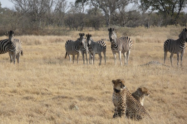 In this photo provided by Briana Abrahms, a female cheetah and her cub sit watchfully in front of a herd of zebra in northern Botswana on Aug. 23, 2011. The female wears a GPS collar as part of a study. Cheetahs are usually daytime hunters, but the speedy big cats will shift their activity toward dawn and dusk hours during warmer weather, according to a study published Wednesday, Nov. 8, 2023, in the journal Proceedings of the Royal Society B. Unfortunately for endangered cheetahs, that sets them up for more potential conflicts with mostly nocturnal competing predators like lions and leopards, say the authors of the paper. (Briana Abrahms via AP)