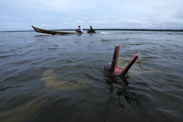 An Amazon river dolphin, known as a boto, plays in a nature preserve and tourist visitation area on the banks of the Tocantis River, in the municipality of Mocajuba, Para state, Brazil, Saturday, June 3, 2023. (AP Photo/Eraldo Peres)