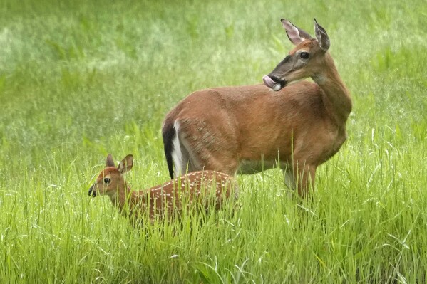 A whitetail doe and her fawn keep an eye out from a field, in this June 14, 2023, file photo in Freeport, Maine. The state, which bans bug game hunting on Sundays, has been attempting to control the deer population in areas of southern and central Maine through changes to the antlerless deer permit system. (AP Photo/Robert F. Bukaty)