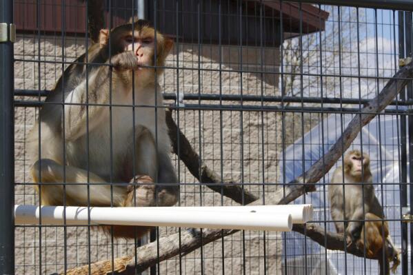 FILE - River, left, and Timon, both rhesus macaques who were previously used in medical research, sit in an outdoor enclosure at Primates Inc., in Westfield, Wis., on May 13, 2019. The sanctuary is a 17-acre rural compound where research animals can live their remaining years when their studies are done. A report released on Thursday, May 4, 2023, says a shortage of monkeys available for medical research undermines U.S. readiness to respond to public health emergencies. (AP Photo/Carrie Antlfinger, FILE)