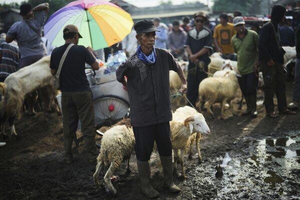 People sell cow and goats ahead of Eid al-Adha holiday at a livestock market in Jonggol, West Java, Indonesia, Monday, June 2, 2025. (AP Photo/Achmad Ibrahim)