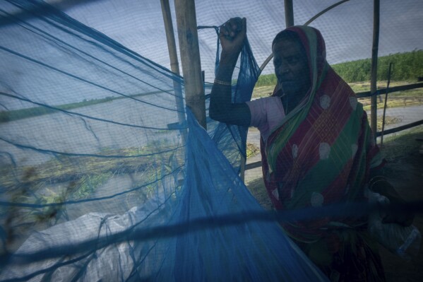 Monuwara Begum, 45, holds part of a mosquito net after reaching higher ground near the floodwaters in Sandahkhaiti, a floating island village in the Brahmaputra River in Morigaon district, Assam, India, Wednesday, Aug. 30, 2023. (APPhoto/Anupam Nath)