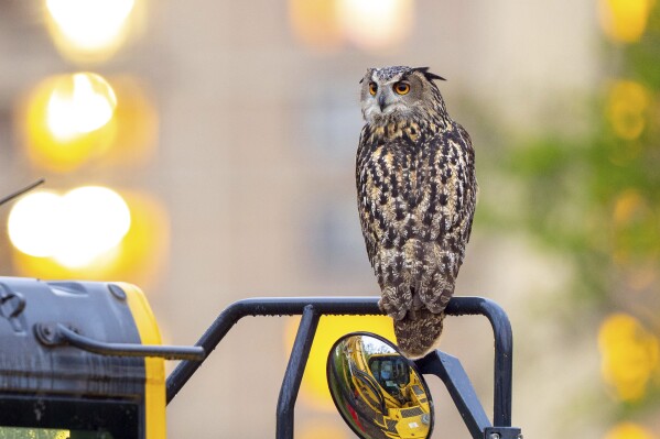 This photo provided by David Lei shows Flaco the owl, April 28, 2023, in New York. As Flaco enters his second year in the spotlight, it can be easy to forget that his freedom is the result of a crime, one that has improbably remained unsolved for a year. (Courtesy David Lei via AP)